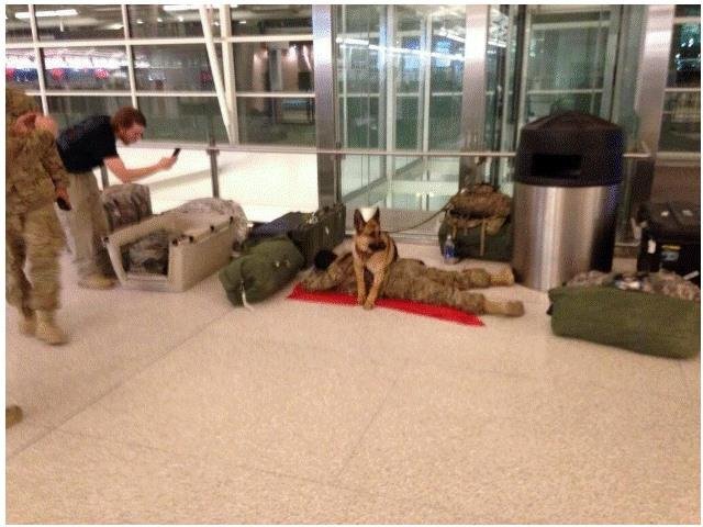 I’ll bet no one goes over and shakes him to awaken him.Picture of a soldier sleeping during an airport layover with his canine partner. 
There is no measure of loyalty greater than that shown here.  Sleep soundly soldier. 
