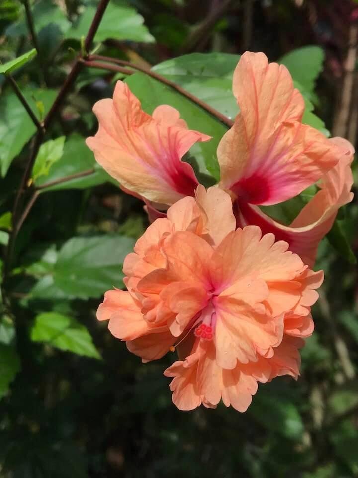 Wild hibiscus in the Belize jungle.