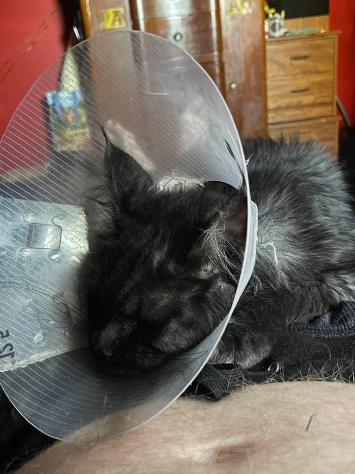 Finally resting…. I’m trying to keep a kitten calm per her Dr’s instructions. She can be rid of the collar on the day before Thanksgiving.