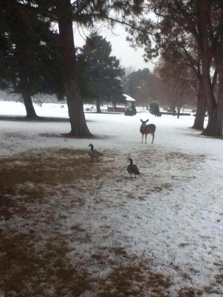 I was greeted by wildlife leaving work tonight.