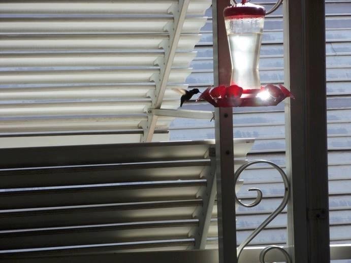 My resident Hummy who chose the chair today instead of his usual perch! He spends every day on my front patio and runs off any other hummingbirds. He tolerates the bigger birds, as long as they stay at their end of the pati