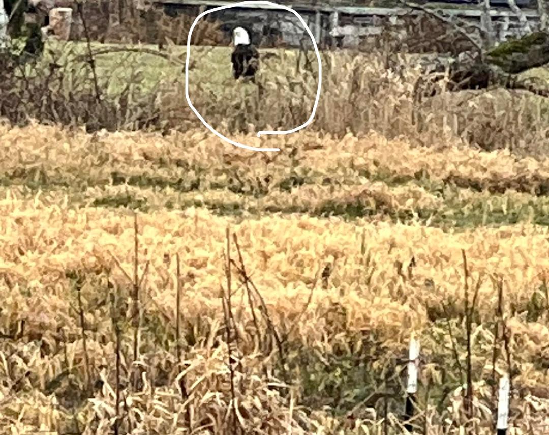 John captured a special visitor across the canal, early morning