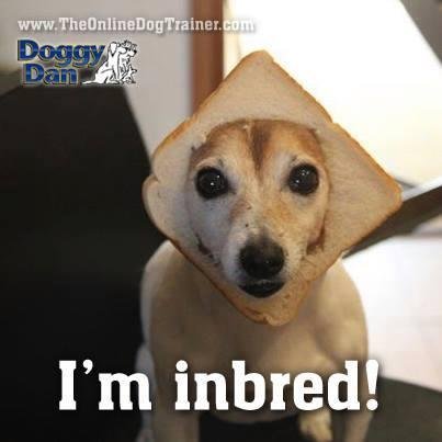 Last night I read in a post regarding N. Dixie accusing that us Northridge people couldn't be upscaled and we are all inbred. I wasn't sure what inbred was for sure. Now, I know. lol