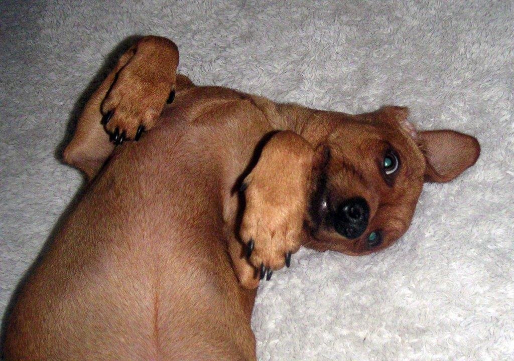 Rocko says good morning!