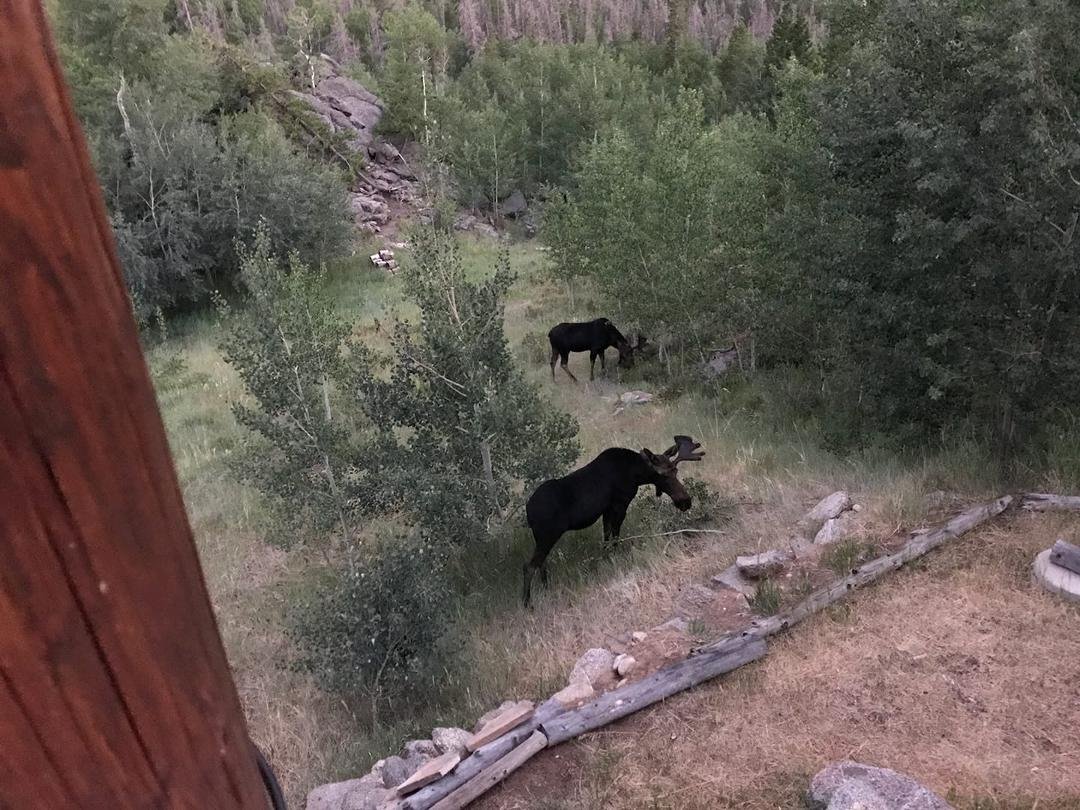 Visitors at the cabin this afternoon.