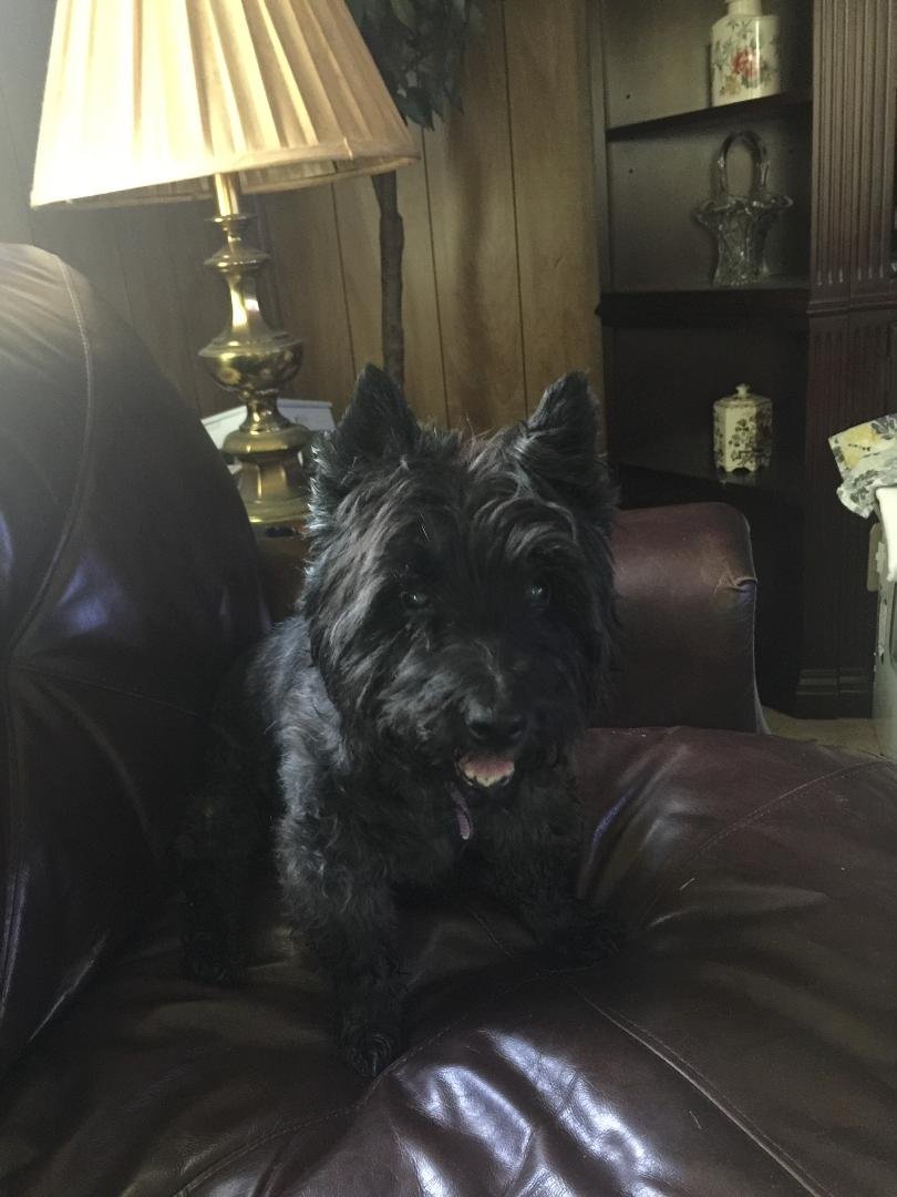 Our dog Bailey. Nearly sixteen years old now, suffers with arthritic hips, but every now and then, still acts like a puppy.