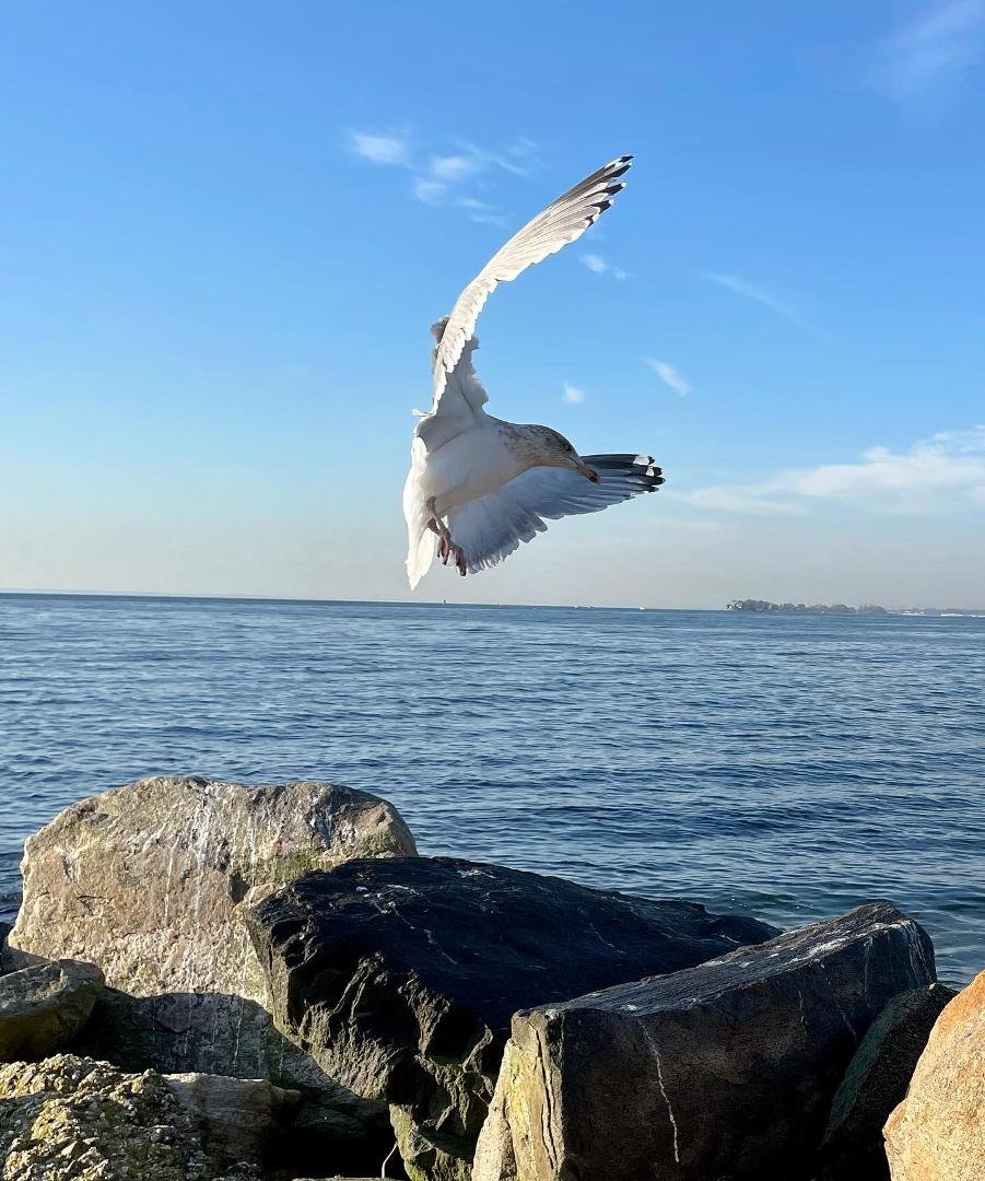 Coming in for a landing at Tod’s Point, Greenwich. #lovegreenwich