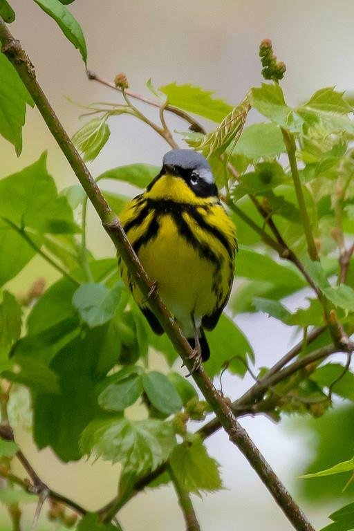 Magnolia Warbler