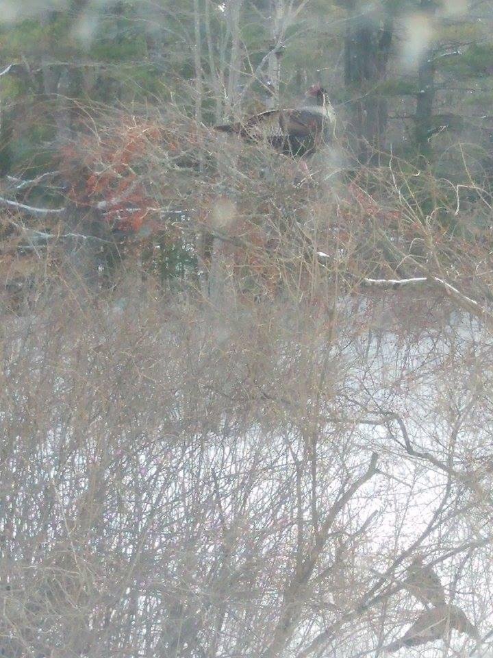 Turkey eating berries in the bush,and 3 down below. (Back Yard right now.)