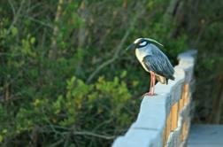 Bruce Reid -- I don't know if you'll see this, but if you do, what kind of bird is this (Sanibel Island, FL)? I know that I could look it up, but I like the idea that I once knew someone who knows things like this.