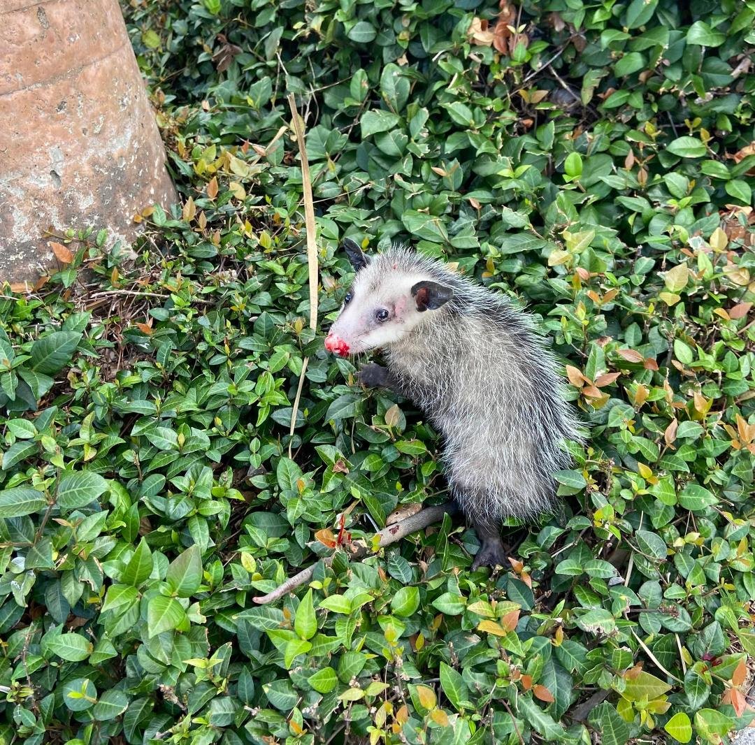 I rescued this kitten this morning. I know. I know, it’s a possum. When I was about to pull in by the CVS on Everhart, I saw a young man waving traffic away from this little guy that was standing in the left lane going Nort