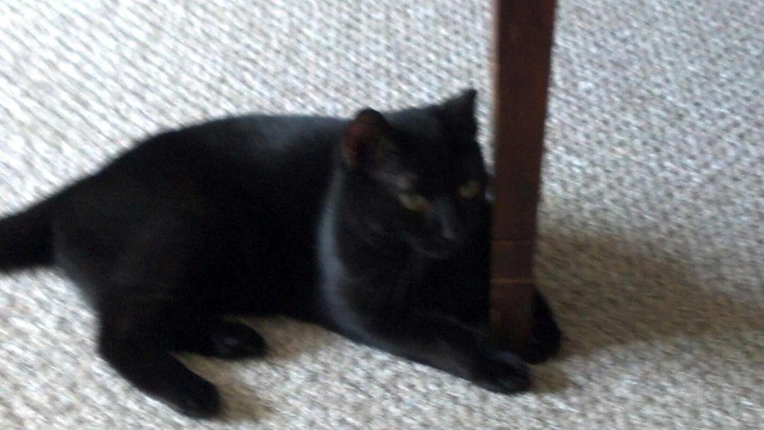 One more animal added to our family - Felix!