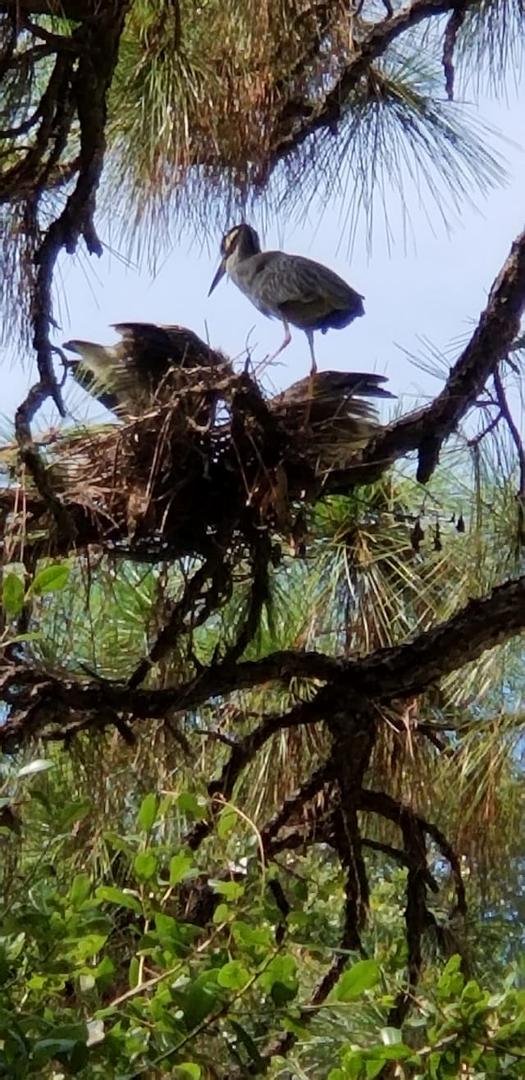 Although I am only about 10 minutes from downtown Tampa, the trees in our neighborhood attract all sorts of wildlife. I have seen hawks, owls, an eagle, etc. Here is a family of herons living in the tree in my front yard.