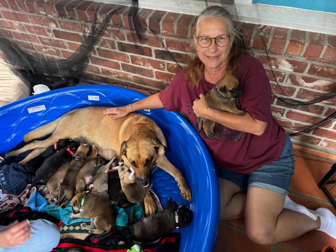 Hey, everybody. I wanted to give an update on Mama Millie, the sweet doggie who gave birth to her puppies in a pile of trash a few weeks ago. She ended up having 15 total and 12 survivors.
This is how they are doing today!