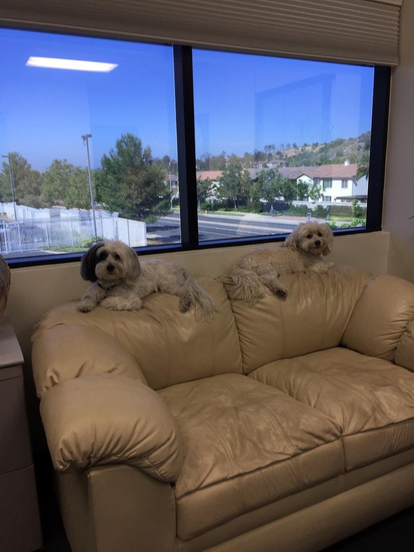 Romeo and Louie hard at work!