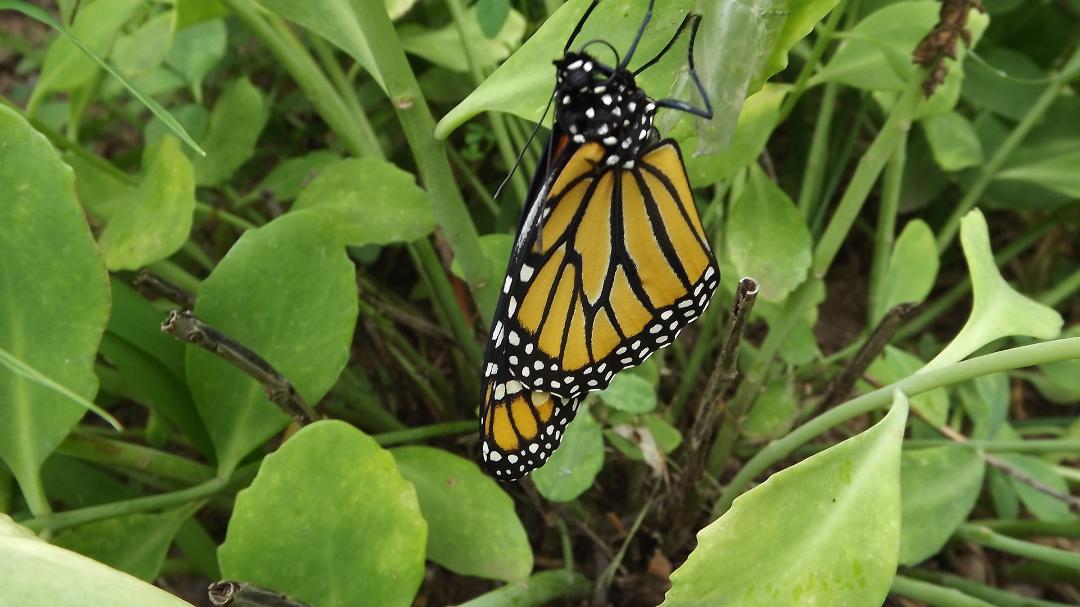 Erin..when I was deadheading the butterfly bushes I found this! The chrysalis is behind it.