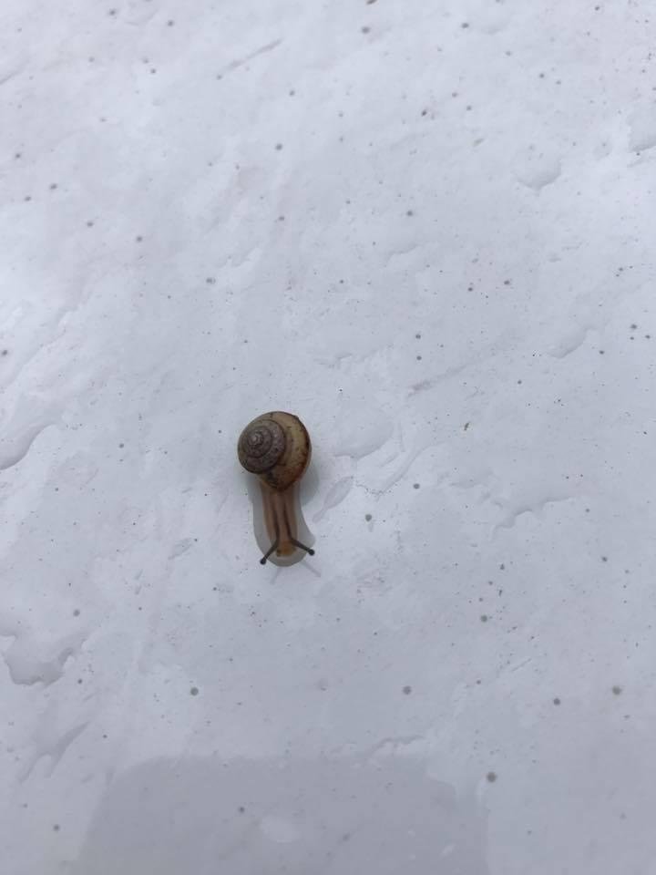 Don't know who is slower, the snail or my work van he chose to ride on