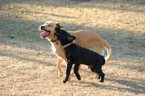Tee biting Doc's ear