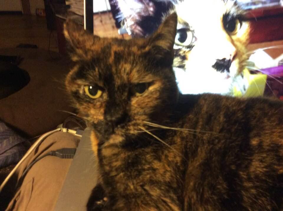 Mocha always looks pissed.