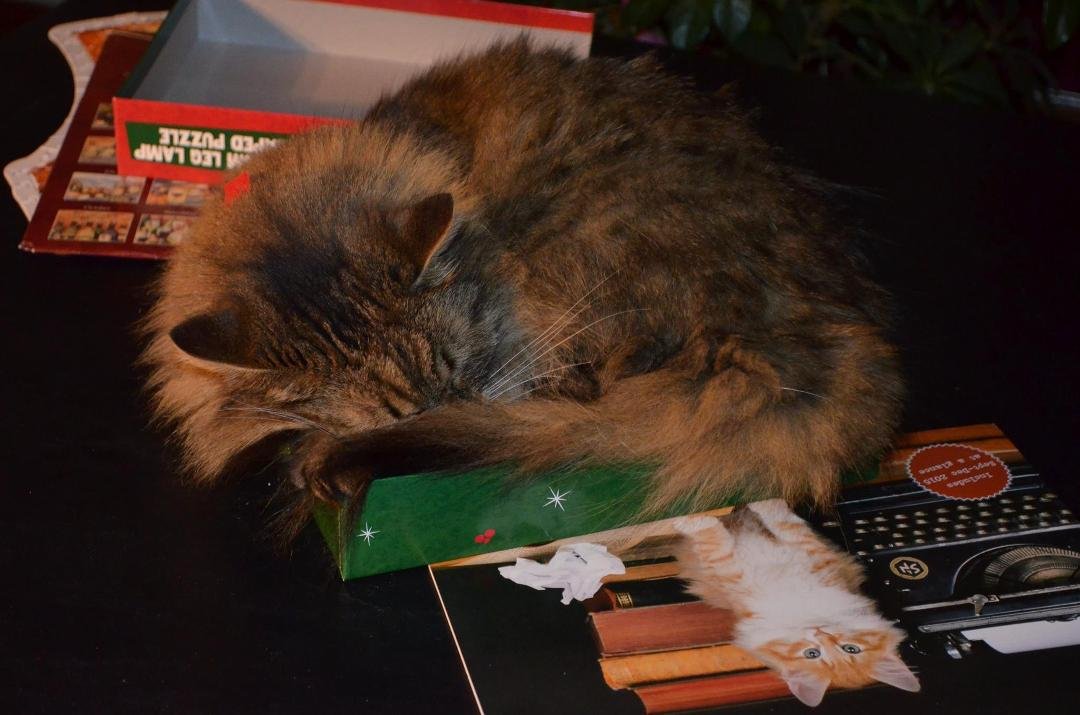 ozzie relaxing on christmas day.