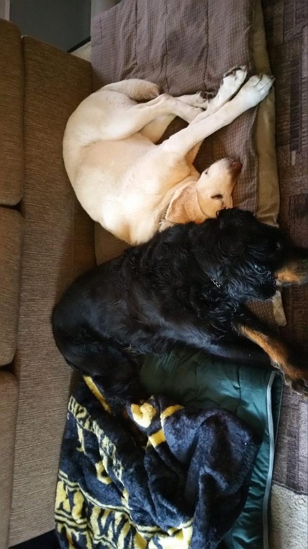 The yellow lab is a beautiful girl named Libby, Carol's dog, and the black Gordon Setter is my dog, Genny,  who is now with her sister Gwen.  ♥ 💛
