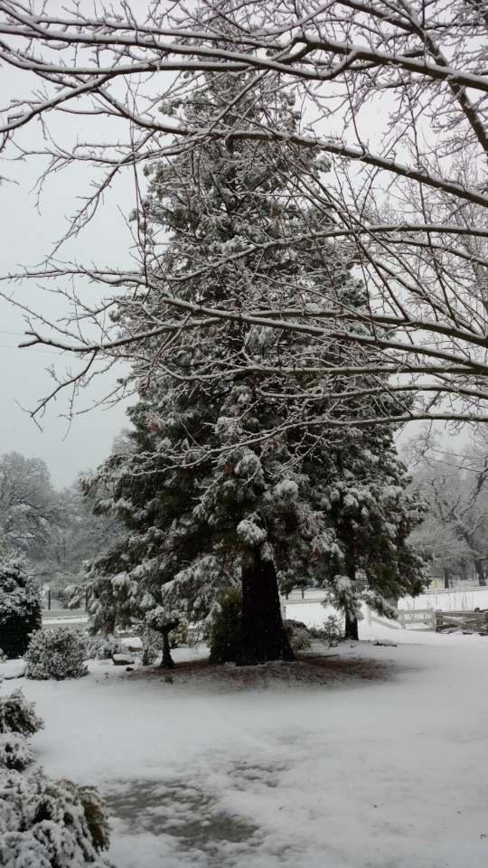 This is a Celeste's and my redwood tree this AM. 2/10/19