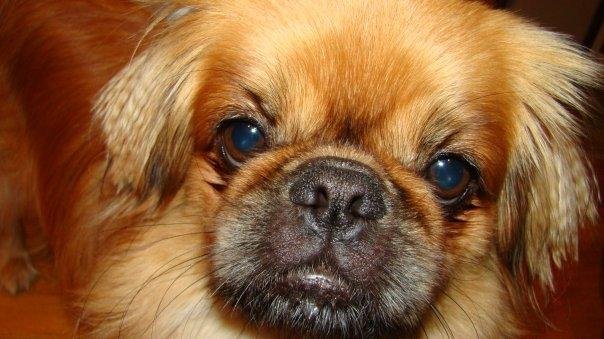 "Shorty" facing.... (Yes he is a "Pekinese" dog!)