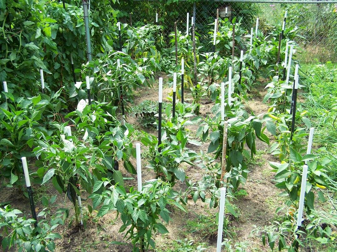 fifty one pepper plants all loaded