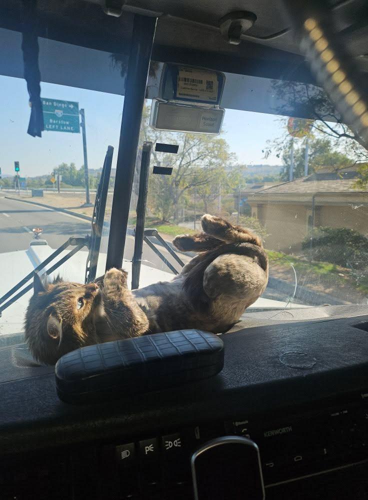 Nuty cat