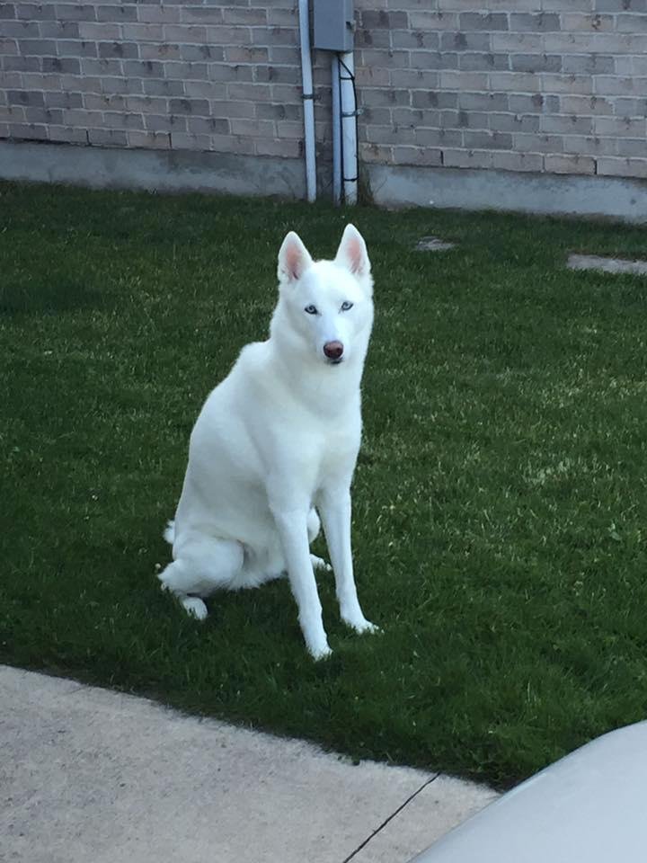 Our lawn ornament