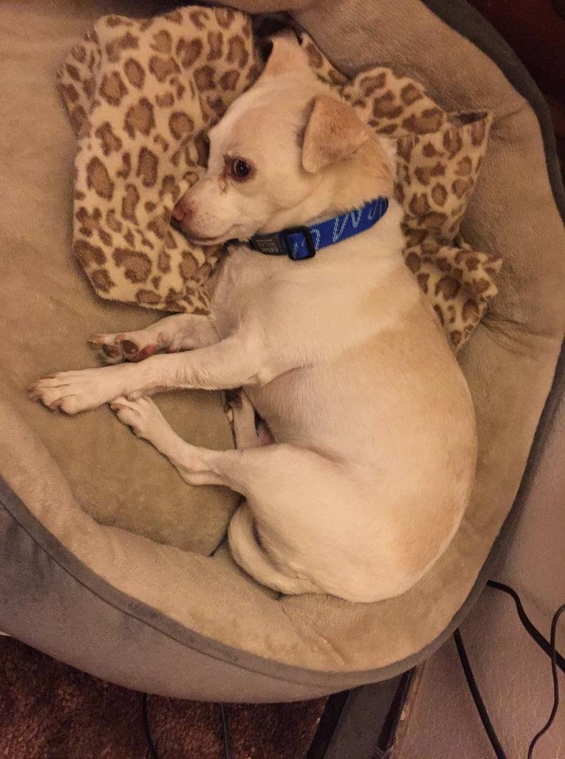 Bob likes his new Cesar Millan dog collar. Kept licking my hand while transferring tags from the old collar to the new one,