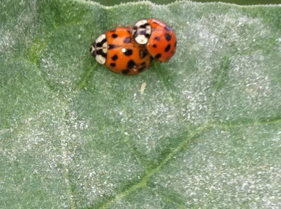 Look what's going on in my garden"  and they call themselves "Ladies" lmao...