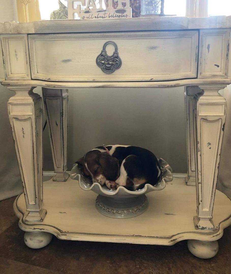 Now this is what you call a decorative dog bowl