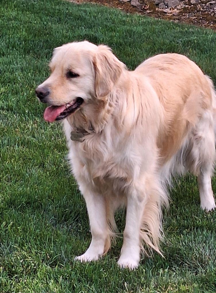Happy 3rd birthday, my sweet Goldie! We will celebrate with a dog-approved cake and photos over the weekend. 🐶🎂😊