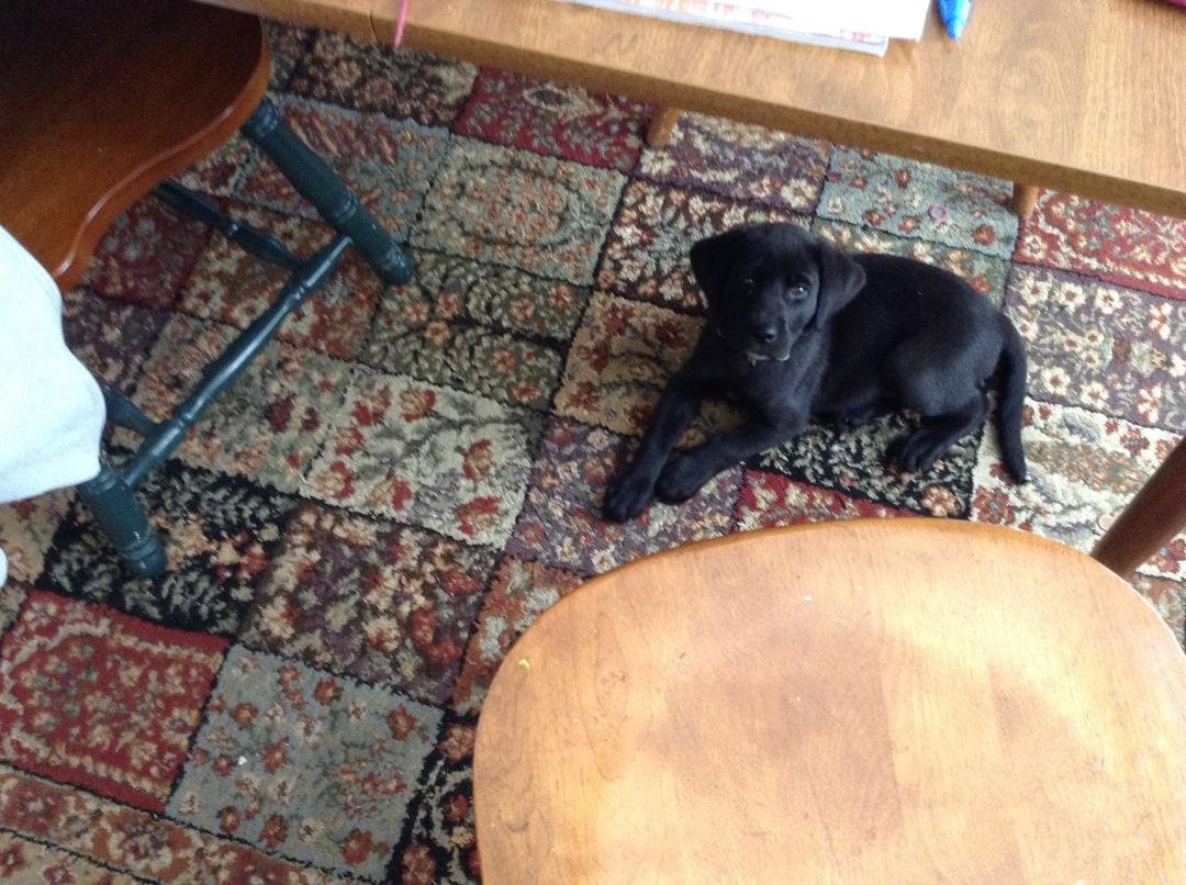 This is "Cinder" my new grand puppy. Her first day in her new home. Cute little girl.