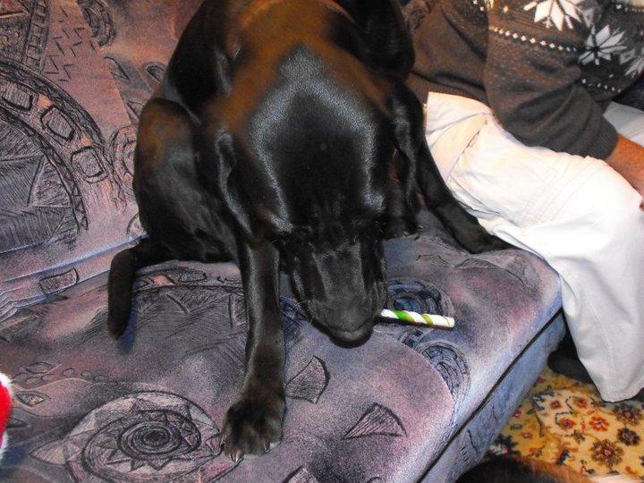 William Winkle's album, Dogs