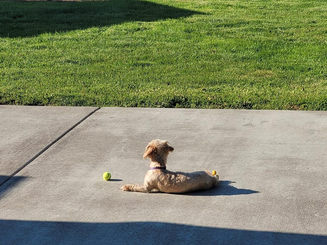 Peanut waiting for the automatic ball tosser to get home 😅