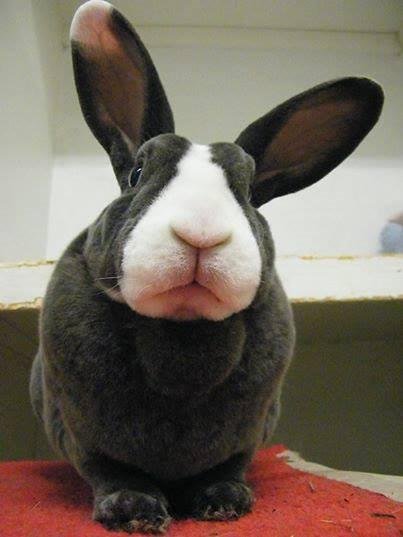 Is this guy GORGEOUS, or what?!!? His name is Gucci, and he's available for adoption from the Georgia House Rabbit Society. I just love that one white ear tip!