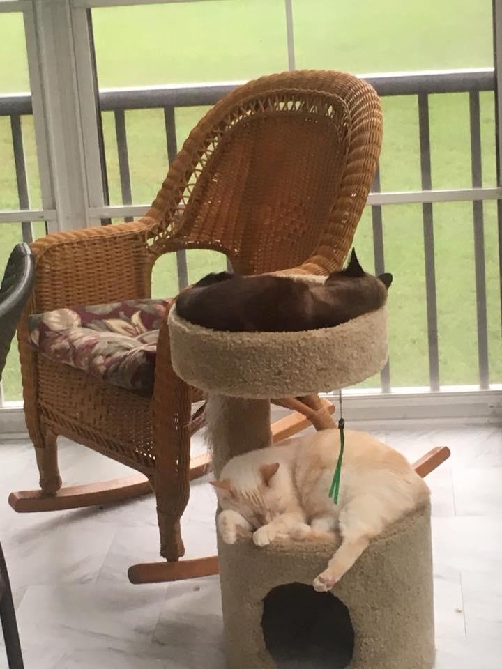 Fudge and Baby 👶 have no clue that Florence is about to hit the Upstate!