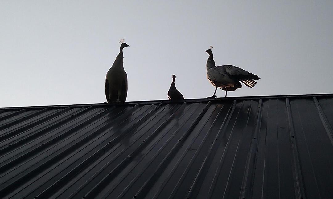Peacocks are seeking higher ground after hearing the forecast
