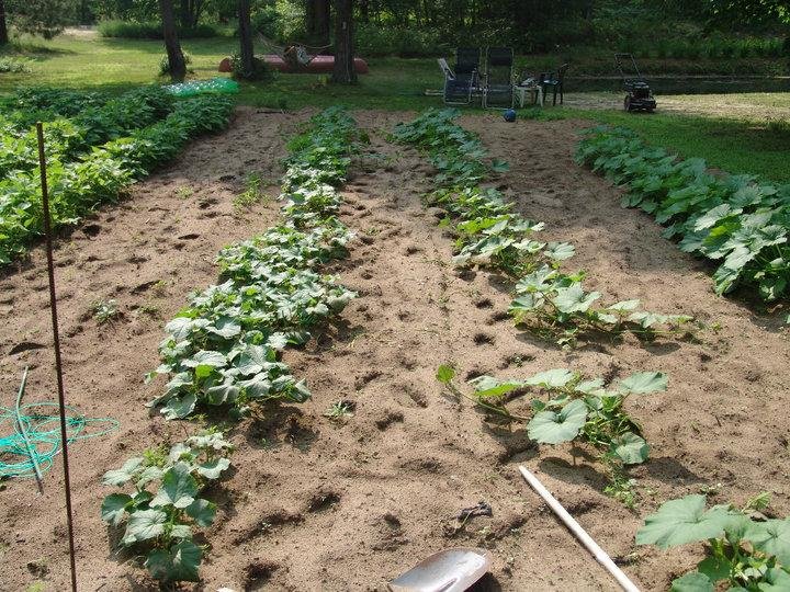 Burpless cukes and my wifes butter cup squash. Froze 40 quarts of squash last year. More this year,I hope?Grilled many slices with honey though.