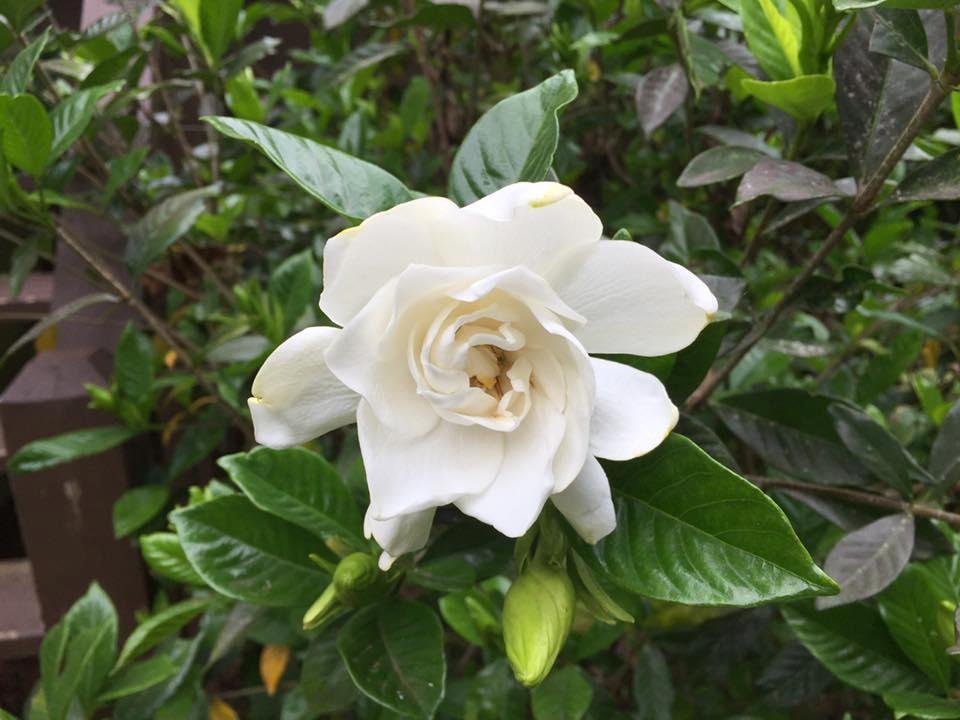 Nancy Marbry's album, Mobile Uploads