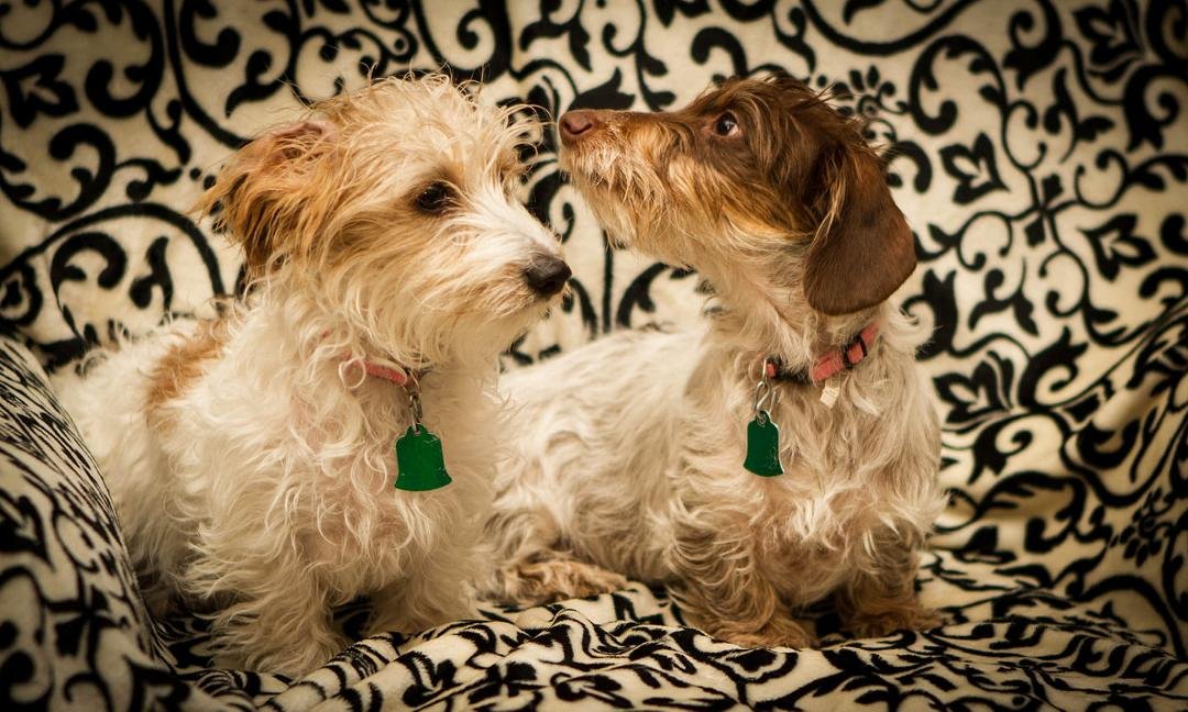 National siblings day. Phoebe and Piper