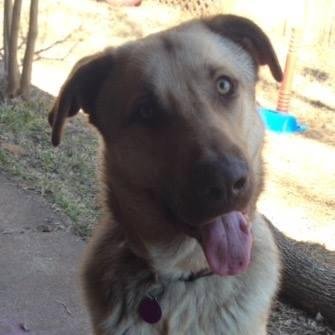 It's Geri's and my pleasure to introduce you all to Butkus. A rescue that St. Jenny found for us. 10 months old, 80 pounds. Shepherd/Mastiff mix, we're thinking. Sweet. Needs some learning. But he's smart. So he ought to