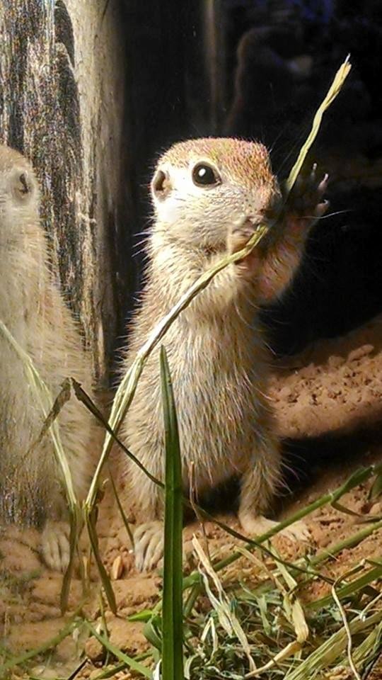 This is my new buddy Mickey enjoying the alfalfa