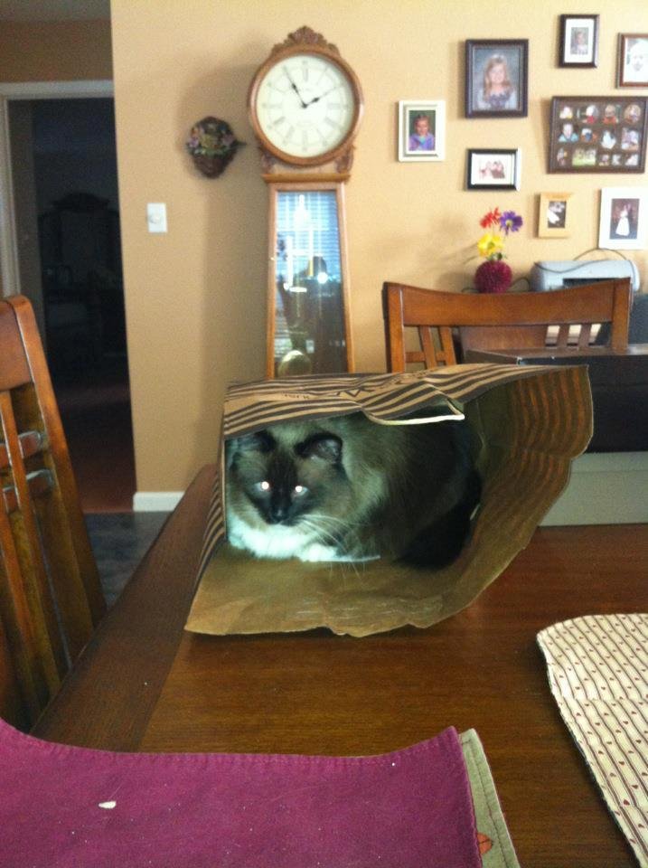 It's time to let the cat out of the bag