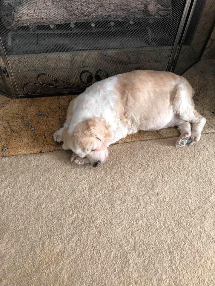 Our dog on the hearth