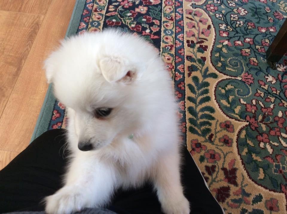 Our new puppy, Pinky!