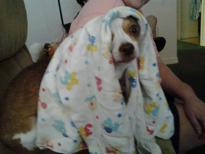 Niko covered