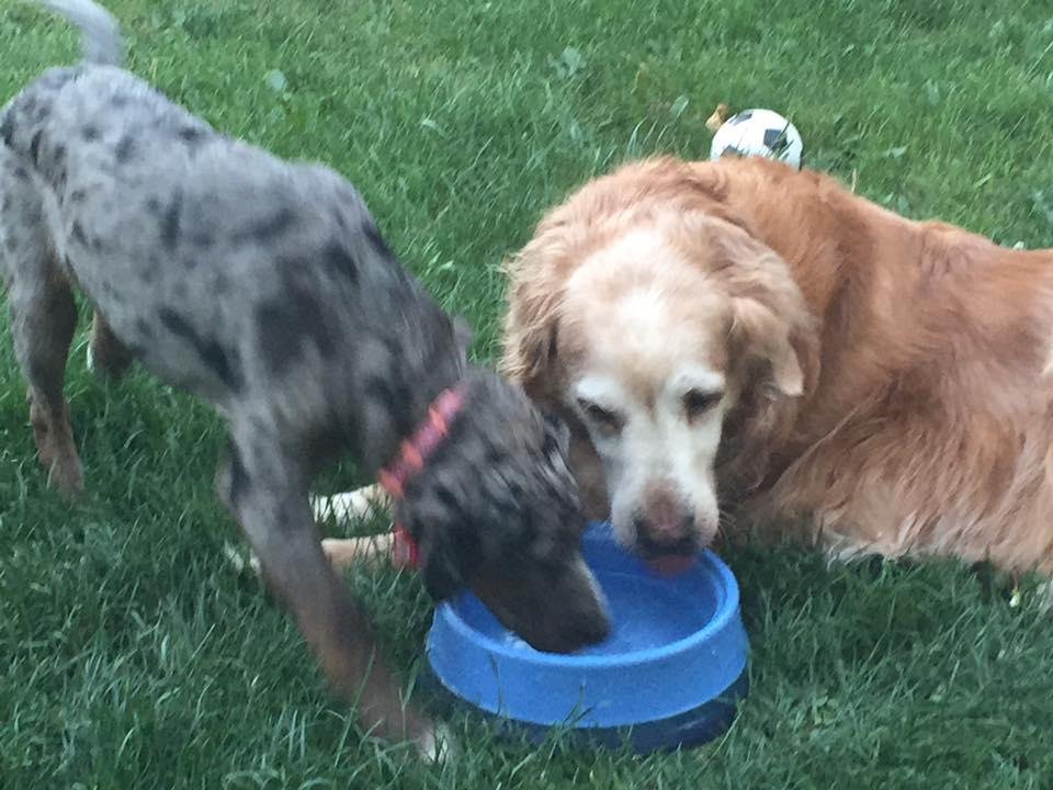 The doggies sharing the water bowl.